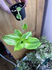 Tradescantia callisia fragrans for sale  DARWEN