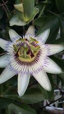 Caerulia passiflora plant for sale  FLINT