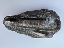 Ammonit mineral lang gebraucht kaufen  Germering