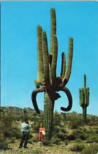 Postcard arizona cacti for sale  Norman