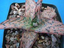 Aloe hybrids types for sale  Tucson