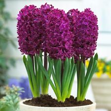Purple hyacinth bulbs for sale  USA