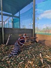 Elliot pheasant hatching for sale  GLOUCESTER