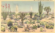 Varieties desert cacti for sale  Ireland