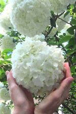 Chinese snowball bush for sale  Baileyton