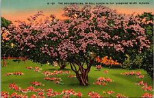 Cartão postal de linho Bouganvillea In Full Bloom Florida Scenic Tropical Plantlife comprar usado  Enviando para Brazil