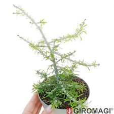Euphorbia brachyphylla potø usato  Cortona