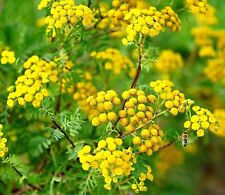 Rainfarn tanacetum vulgare gebraucht kaufen  Dortmund