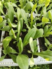 Jungpflanzen strohblumen mix gebraucht kaufen  Langenleuba-Niederhain