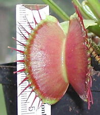 Samen dionaea giant gebraucht kaufen  Beckum