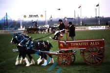 Thwaites brewery horse for sale  ROSSENDALE