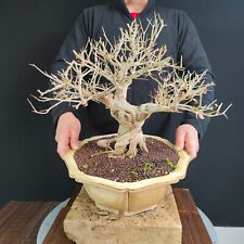 bonsai melograno usato  San Pancrazio Salentino