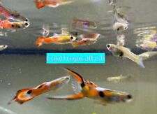 Guppy feeder fish for sale  Hialeah