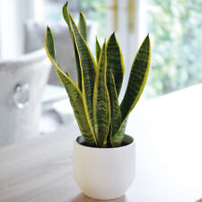 Snake house plant for sale  IPSWICH
