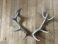 Large red deer for sale  STRATHPEFFER