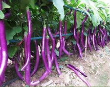 Samen aubergine violette gebraucht kaufen  Br'haven
