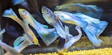 Breeding pair platinum for sale  SUNDERLAND