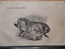 1860 tiger riginal gebraucht kaufen  Bad Nauheim