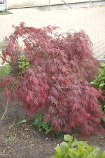 Bonsai baum roter gebraucht kaufen  Gerresheim