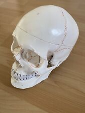 Anatomie modell menschlicher gebraucht kaufen  Voerde