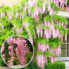 Wisteria rosea pink for sale  UK