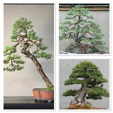 Scots pine tree for sale  GLOUCESTER