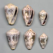Conchiglie conus coronatus usato  Sassari