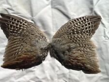 Beautiful pheasant wings for sale  Washburn