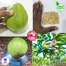 Rare guava seeds d'occasion  Expédié en Belgium