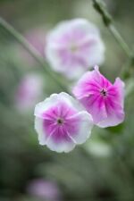 Lychnis coronaria angel for sale  MARCH