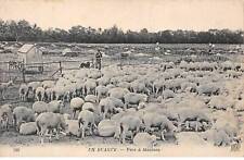 Beauce san66738 sheep d'occasion  Expédié en Belgium