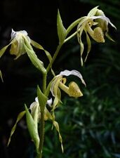 Orchid orchid paphiopedilum for sale  Shipping to Ireland