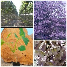 Paulownia pao tong for sale  GLOUCESTER