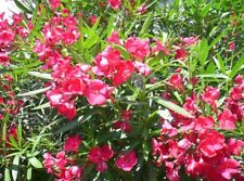 Nerium oleander rosso usato  Napoli