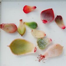 Mix succulent leaves for sale  BEXHILL-ON-SEA