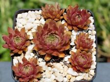 Sempervivum brasil eigene gebraucht kaufen  Selters