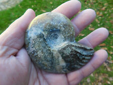 Ammonit cleoniceras besairiei gebraucht kaufen  Limbach-Oberfrohna