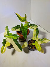 Wholesale Real Pict Philodendron Violin Varigated Free Syngonium Yellow Var for sale  Shipping to South Africa