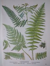 Ferns plants vintage for sale  BIRKENHEAD