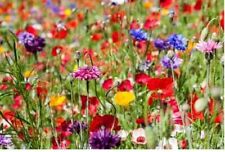 wild flower seeds for sale  DARLINGTON