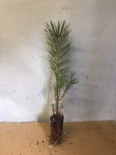 Scots pine trees for sale  INVERNESS