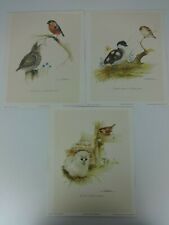 Ornithology art prints for sale  HODDESDON