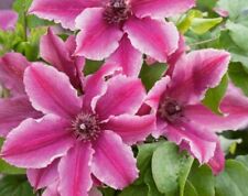 Clematis carnaby seeds for sale  TYWYN