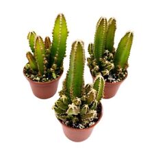 Fairy castle cactus for sale  Apopka