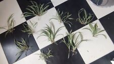 Plante araignée chlorophytum d'occasion  Vitry-en-Artois
