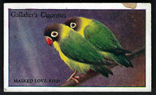 Used, GALLAHER - ZOO TROPICAL BIRDS, 2ND - #44 MASKED LOVE BIRD for sale  Shipping to South Africa