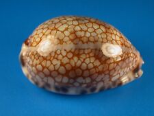 Cypraea histrio hard for sale  Shipping to Ireland