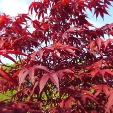 Seeds maple japanese for sale  Shipping to Ireland