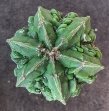Astrophytum myriostigma hekira usato  Fiumicino