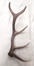 Natural real elk for sale  USA